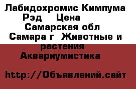 Лабидохромис Кимпума Рэд  › Цена ­ 500 - Самарская обл., Самара г. Животные и растения » Аквариумистика   